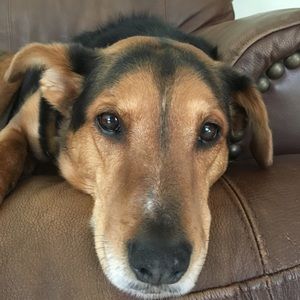 Meet your Posher, Peter